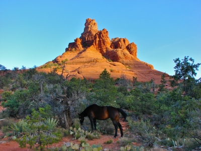 Sedona-Horse-Trails